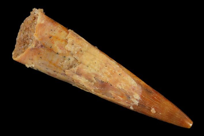 Fossil Pterosaur (Siroccopteryx) Tooth - Morocco #140692